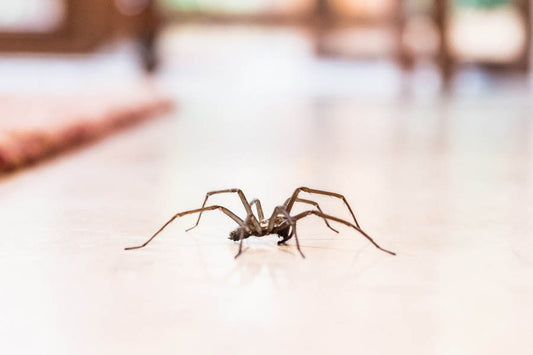 Do Vacuums Kill Spiders?